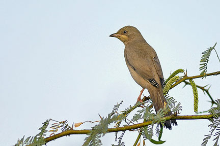 Birds of Kachchh(Kutch) – Kutchi Maadu